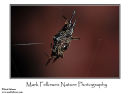 Spiny orb spider Gasteracantha sp.  